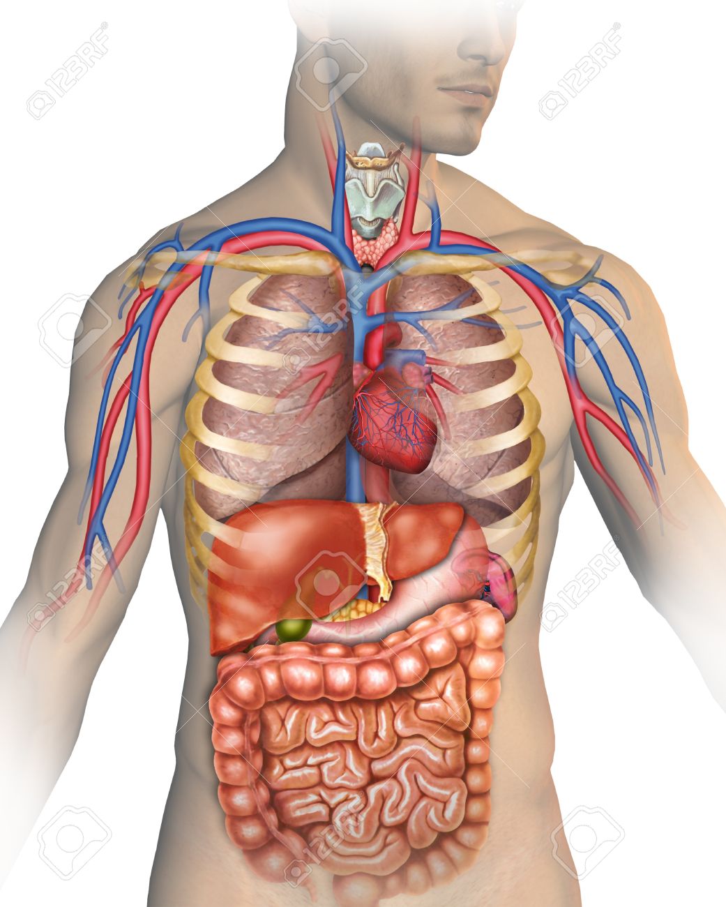 Course Image M1- Généralité d’Anatomie 
